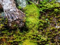 Blattmoos und zwei Haarmoos Polster